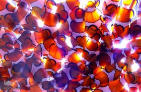 زندگی در آب