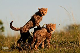 تصاویر برگزیده هفته نشنال‌جئوگرافیک