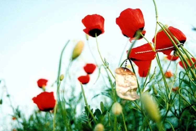  &laquo;ضیافت شهدا&raquo; 