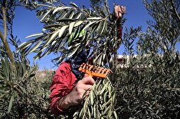 Israël expulse 32 militants étrangers venus aider les agriculteurs palestiniens en Cisjordanie