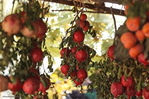 Shiraz: raccolta di melograni