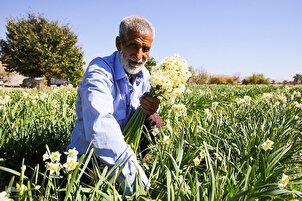 Menuai bunga narcissus di selatan Iran