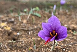 Dünyanın en pahalı baharatı: UNESCO Dünya Mirası Listesi'nde