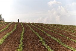 İsrail'in tarım arazilerine kimyasal saldırıları Gazze'de kanser riskini artırıyor
