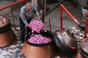 伊朗西南部的玫瑰收获季节